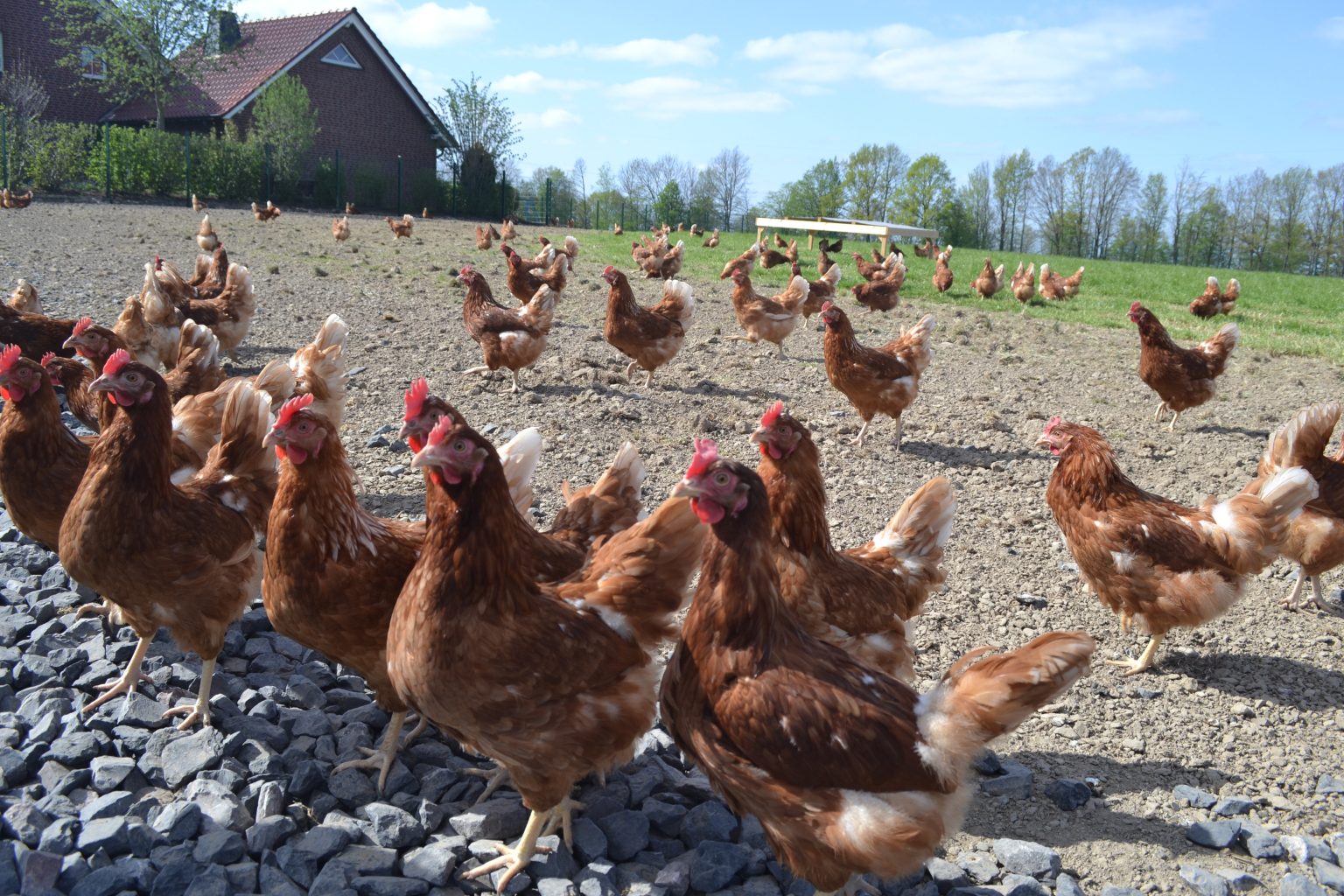 Eierprodukte – Eier- und Geflügelspezialitäten aus dem Münsterland